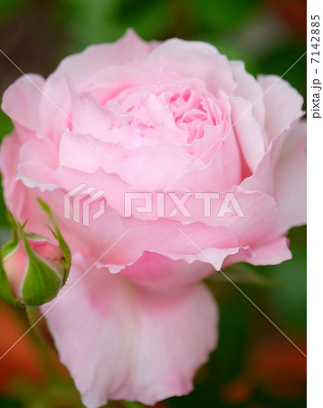 優雅な花びら 7142885