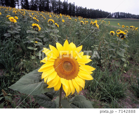 晩夏のひまわり 7142888