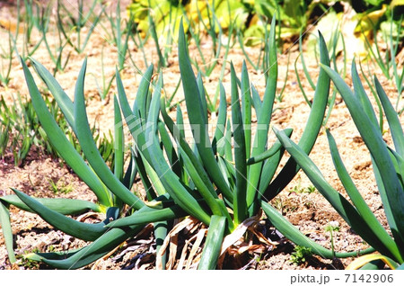 畑のねぎ　ねぎの成長 7142906