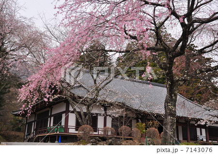 光前寺礼拝堂と枝垂れ桜 7143076