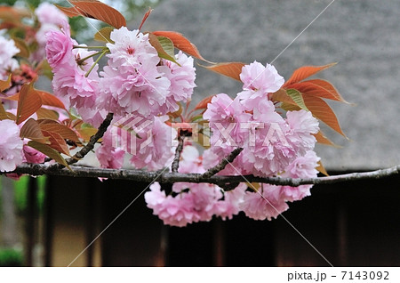 牡丹桜 牡丹桜 7143092