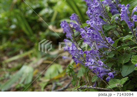 ムラサキの花 7143094