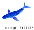クジラ 7145487