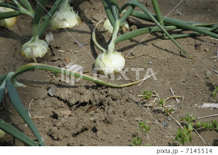畑のたまねぎ 7145514