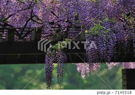 藤棚見通し 7145518