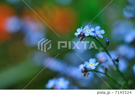 草花（青） 7145524