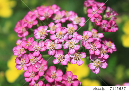 セイヨウノコギリソウの花（赤花） 7145687