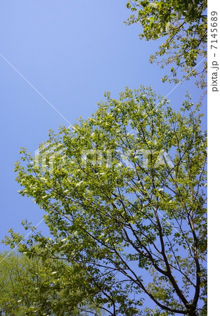 ウワミズザクラ ウワミズザクラ 7145689