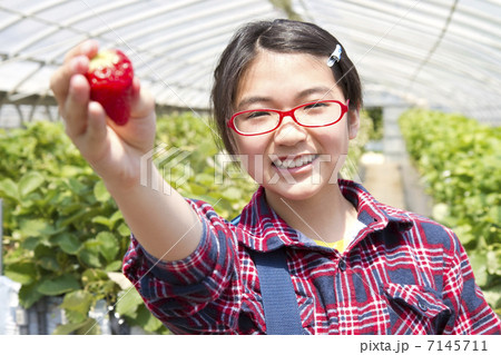 苺狩りする女の子 7145711