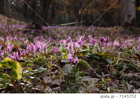 カタクリ 7145752