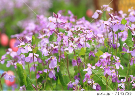 ムラサキハナナ　花 7145759