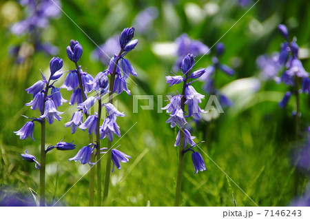 4月花　シラー・カンパヌラタ・ユリ科26 7146243