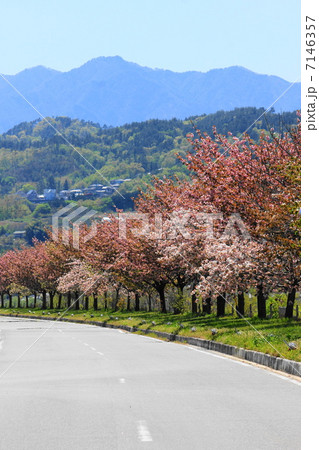 天竜峡八重桜街道 7146357