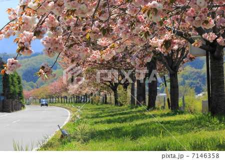 天竜峡八重桜街道 7146358