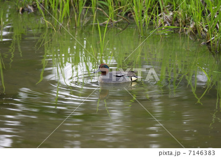 新緑の小川に憩うコガモ 7146383