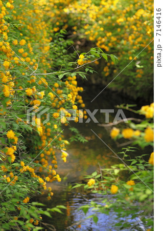 松尾大社の山吹 7146416