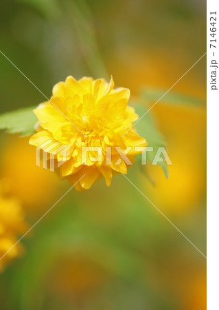 山吹の花 山吹の花 7146421