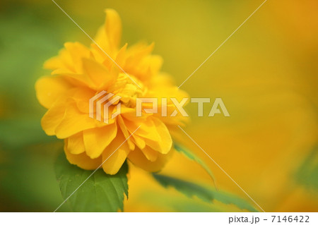 山吹の花 山吹の花 7146422