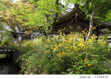 松尾大社の山吹 7146424