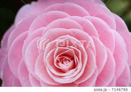 ツバキ ツバキ 7146780