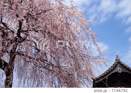 日照山長明寺の枝垂桜 7146792
