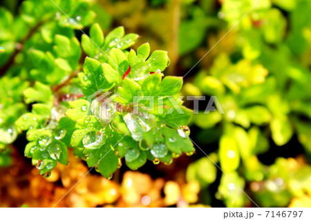 朝つゆ 朝つゆ 7146797