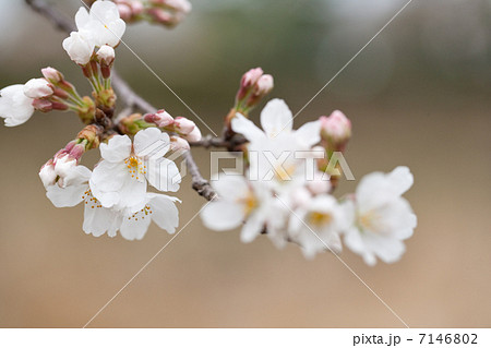 春模様 春模様 7146802