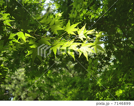 林試の森公園　新緑 7146899