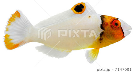 Bicolor Parrotfish 7147001