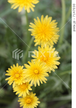 上から見たカントウタンポポ 上から見たカントウタンポポ 7147030