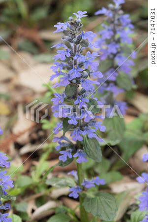 アジュガ アジュガ 7147031