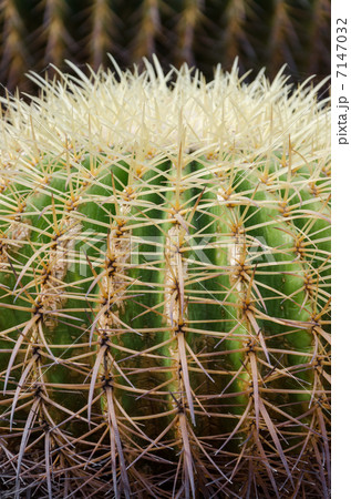 サボテン 7147032