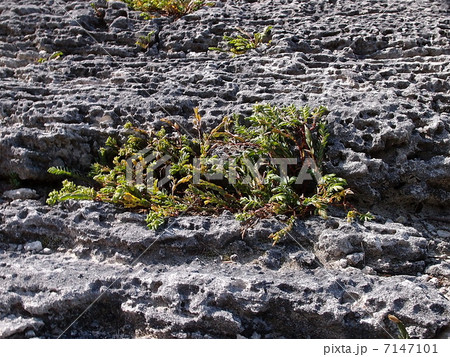 岩間に生える植物 岩間に生える植物 7147101