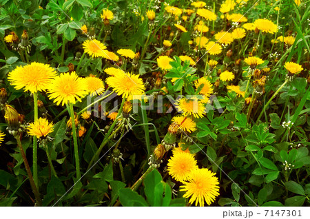 Yellow dandelions 7147301