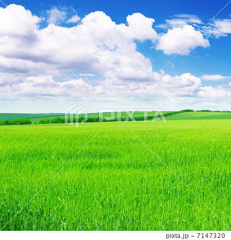 Green spring meadow Green spring meadow 7147320