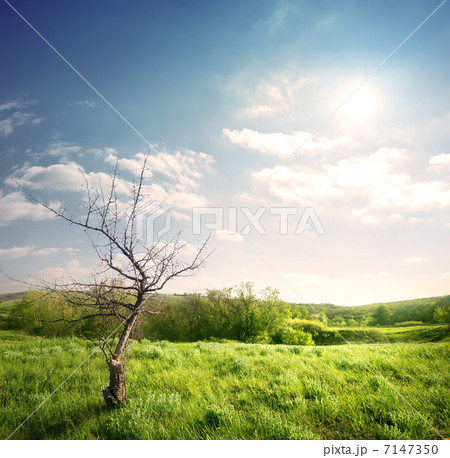Old dry tree 7147350