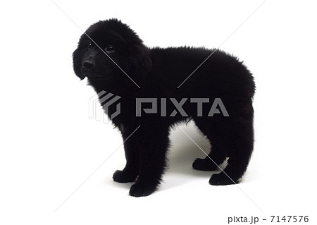 ニューファンドランド ニューファンドランド 7147576