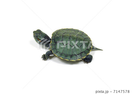 アカミミガメ アカミミガメ 7147578