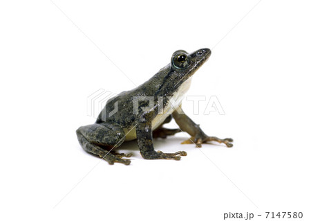 カジカガエル 7147580