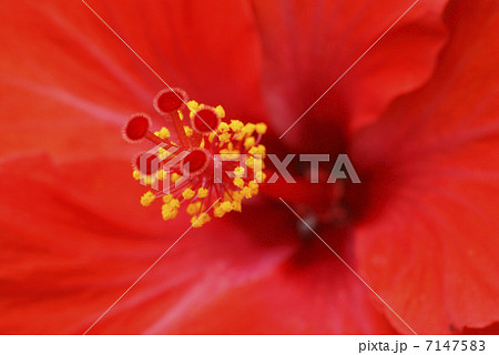 ハイビスカス 7147583