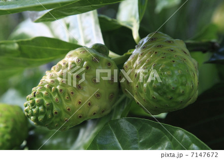 ノニの果実 ノニの果実 7147672