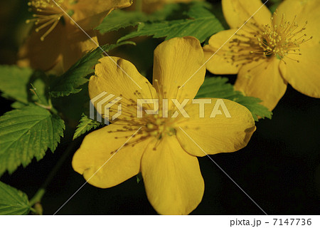 ヤマブキの花のアップ 7147736