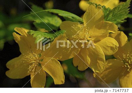 満開のヤマブキの花 満開のヤマブキの花 7147737