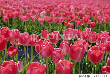 赤いチューリップ 7147741