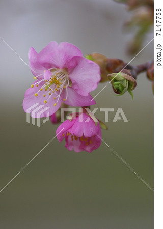 早春に咲く河津桜の花(クローズアップ) 早春に咲く河津桜の花(クローズアップ) 7147753