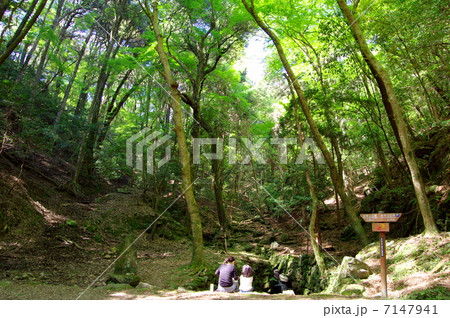 春日山原生林 春日山原生林 7147941