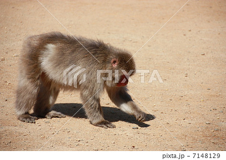 猿／嵐山 7148129