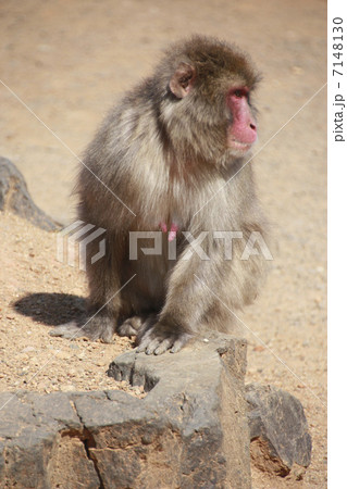 猿/嵐山 猿/嵐山 7148130