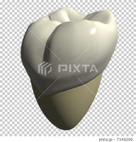 Second molar tooth 7148200