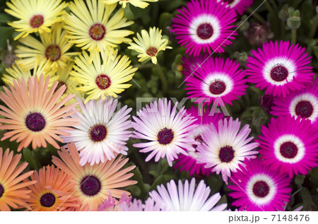 リビングストンデージー 7148476